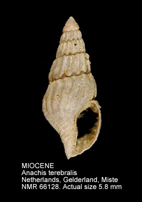 MIOCENE Anachis terebralis.jpg - MIOCENE Anachis terebralis (Grateloup,1834)